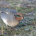 Eurasian Teal